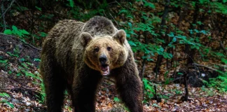 Τρόμος για 44χρονο που πάλεψε με αρκούδα και γλίτωσε στην Καλαμπάκα – «Φοβήθηκα, βρέθηκε ξαφνικά δίπλα μου»
