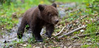 Καστοριά: Νεκρό αρκουδάκι από πυροβόλο όπλο