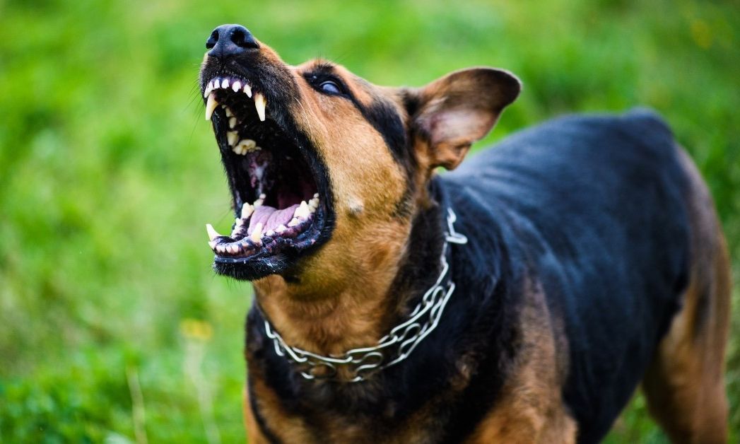 b109c792-yzdullthvhdwlum1m3rze8my-dog-growls