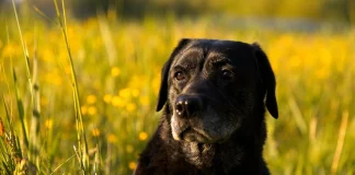 Ρόδος: Στην Εισαγγελέα 80χρονος που πυροβόλησε το σκύλο του