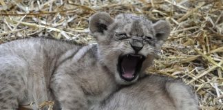 Κίνα: Εστιατόριο προσφέρει γεύμα αγκαλιά με… λιονταράκια