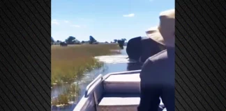 Eλέφαντας επιτίθεται σε βάρκα με Βρετανούς τουρίστες που έκαναν σαφάρι στην Μποτσουάνα – Δείτε βίντεο