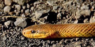 Αναστάτωση στη Θεσσαλονίκη: Εντοπίστηκε φίδι σε δρόμο της Καλαμαριάς – Ειδικός ερπετολόγος κλήθηκε στο σημείο (φωτο)