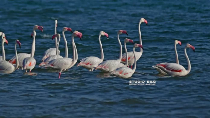 Ναύπλιο: Περισσότερα από 50 ροζ φλαμίνγκο προσγειώθηκαν στις ακτές, δείτε φωτογραφίες και βίντεο