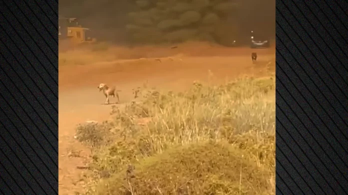 Η τεράστια προσπάθεια για να μην καεί το δημοτικό κυνοκομείο Χαλκίδας – Σκύλοι έτρεχαν να σωθούν από τη φωτιά, δείτε βίντεο