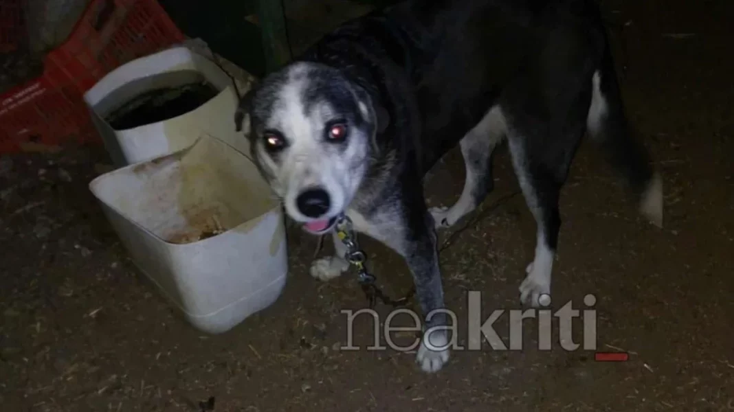 kakopoiisi_zwon_arthrou