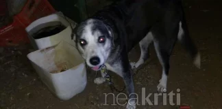 Κρήτη: Καταγγελία για κακοποίηση ζώων – Σκυλιά νηστικά και αλυσοδεμένα χωρίς καθαρό νερό (φωτο)