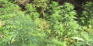 Κορωπί: Σύλληψη 67χρονης που καλλιεργούσε δενδρύλλια κάνναβης – Τα έκρυβε στο μπαλκόνι