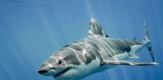 Απίστευτο περιστατικό στην Εύβοια: Ψαράς έπιασε καρχαρία 1,5 μέτρου – Δείτε εικόνα