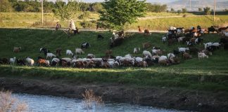 ΟΠΕΚΕΠΕ: Για το σκάνδαλο την πλήρωσε… η Τυχεροπούλου που το αποκάλυψε