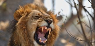 Αυστραλία: 50χρονη δέχθηκε άγρια επίθεση από λιοντάρι σε ζωολογικό κήπο – Ακρωτηριάστηκε το χέρι της