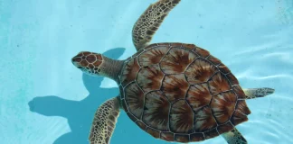 Χανιά: Θαλάσσια χελώνα δάγκωσε λουόμενο (φωτο)