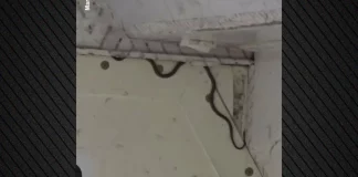 Βίντεο: Φίδι-λαθρεπιβάτης στις αποσκευές καθυστερεί πτήση στην Αυστραλία