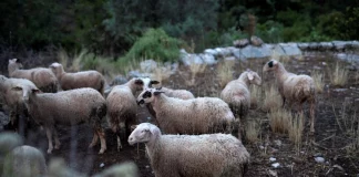 Βόλος: Κρούσματα ευλογιάς σε κτηνοτροφική μονάδα στο Ριζόμυλο – Θανατώθηκαν 680 ζώα