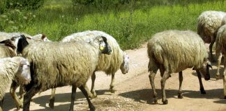 Η αγωνία 650.000 αγροτο-κτηνοτρόφων για τις επιδοτήσεις 2025 και η… φανταστική σφαγή 3 εκατομμυρίων αμνών