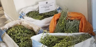Ιωάννινα: Συνέλαβαν αλλοδαπό που είχε συλλέξει παράνομα 27 κιλά «τσάι του βουνού»