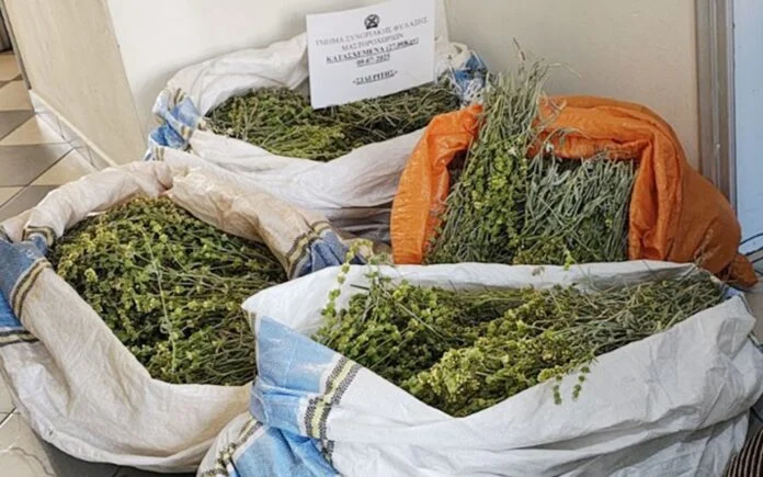 sideritis_tsai_tou_vounou-696x435