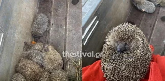 Θεσσαλονίκη: 11 σκαντζόχοιροι βρέθηκαν “κρατούμενοι” σε αστυνομικό τμήμα (φωτο & video)