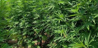 Χανιά: Συνελήφθησαν δύο άτομα για καλλιέργεια 130 δενδρυλλίων κάνναβης – Βρέθηκαν και 3 κιλά χασίς στα σπίτια τους