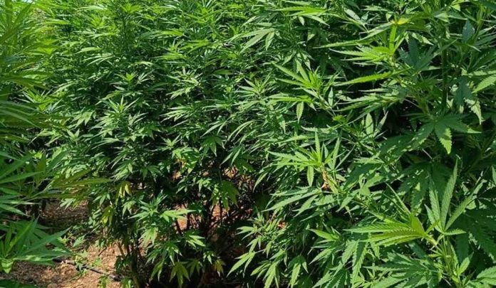 Χανιά: Συνελήφθησαν δύο άτομα για καλλιέργεια 130 δενδρυλλίων κάνναβης – Βρέθηκαν και 3 κιλά χασίς στα σπίτια τους