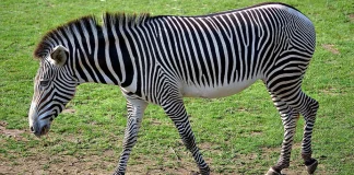 Βίντεο: Ζέβρα το έσκασε στον ζωολογικό κήπο του Βελιγραδίου και τραυμάτισε τρεις ανθρώπους