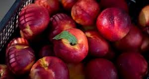 Τύρναβος: «Έγδυσαν» χωράφι από 7,5 τόνους νεκταρίνια – 10.000 ευρώ η ζημιά για τον αγρότη