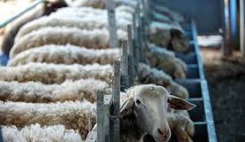 Συναγερμός στα Ιωάννινα: Επιβεβαιώθηκε κρούσμα καταρροϊκού πυρετού