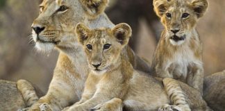 Πακιστάν: Αφελείς κρατούσαν ως κατοικίδια με παράνομο τρόπο 18 λιοντάρια – Κατασχέθηκαν τα άγρια ζώα