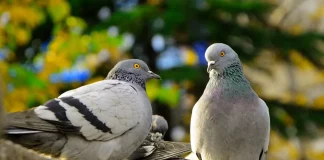 Βίντεο: Παράνομοι μετανάστες ψήνουν περιστέρια σε πάρκο στην Μασσαλία!