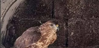 Σαντορίνη: Χειροπέδες σε 41χρονο για οπλοκατοχή και αιχμαλωσία αρπακτικού γερακιού