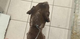 Φρίκη στη Μυτιλήνη: Σκυλίτσα που μόλις είχε γεννήσει βρέθηκε με σύρμα σφιγμένο στον λαιμό – Σώθηκε την τελευταία στιγμή