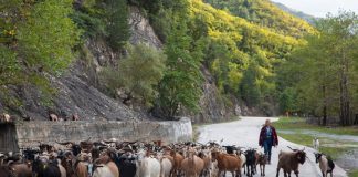 ΟΠΕΚΕΠΕ: Άφαντα χιλιάδες δηλωμένα ζώα – Οι «μεγαλοκτηνοτρόφοι» λένε ότι… τα έφαγαν οι λύκοι