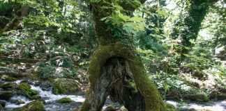Τραγωδία στη Λάρισα: Καταπλακώθηκε και σκοτώθηκε 46χρονος υλοτόμος κατά την κοπή δέντρου