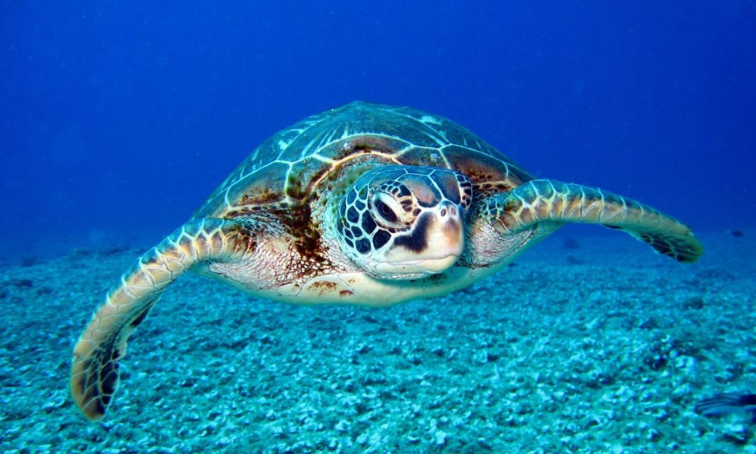 4b2d683f-thalasia-xelona