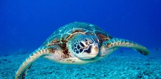 Χανιά: Θαλάσσια χελώνα δάγκωσε ανυποψίαστη λουόμενη στην κοιλιά – (ΦΩΤΟ)