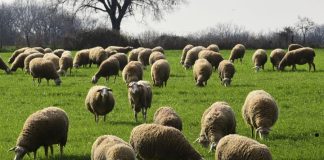 Το παρασκήνιο της απομάκρυνσης Σεμερτζίδου για το σκάνδαλο του ΟΠΕΚΕΠΕ