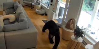 Βίντεο: Σκυλάκι παίρνει στο κυνήγι αρκούδα που… εισέβαλε σε σαλόνι σπιτιού