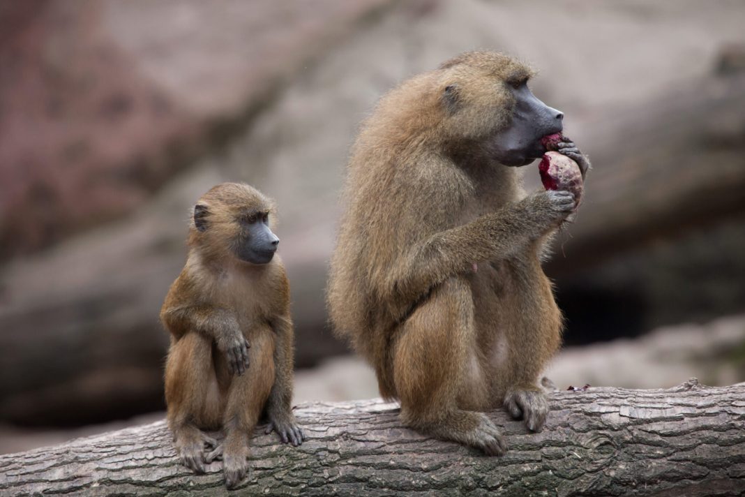 Guinea-baboon-Papio-papio-2048x1366-1