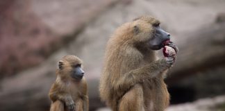 Γερμανία: Ζωολογικός κήπος θανάτωσε 12 μπαμπουίνους και τους τάισε στα λιοντάρια λόγω υπερπληθυσμού!