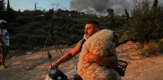 Αχαΐα: Νεαρός με μηχανάκι παίρνει στην αγκαλιά του πρόβατο και το σώζει από τη φωτιά (Photo)