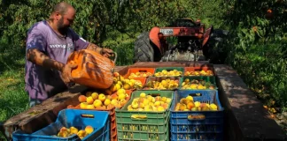 Ροδάκινα: Μειωμένη στο μισό ήταν φέτος η παραγωγή εξαιτίας του παγετού – Τι λένε οι αγρότες