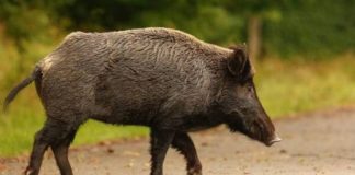 Σάμος: Οξύνεται το πρόβλημα των ανεξέλεγκτων αγριογούρουνων – Ζημιές σε αμπέλια και υπαίθριες καλλιέργειες καταγράφουν οι παραγωγοί