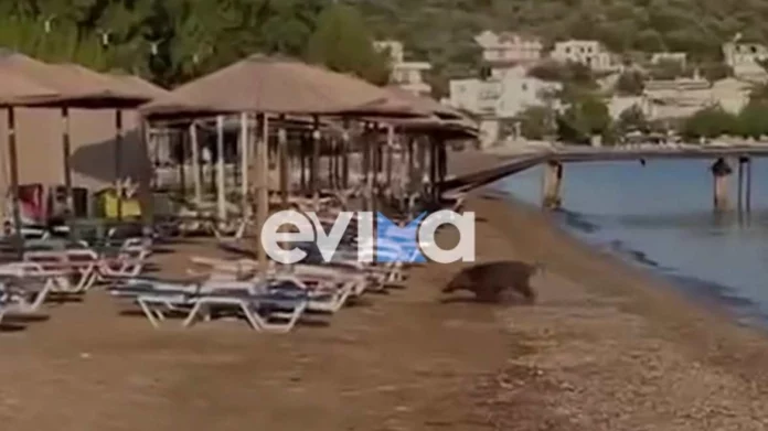 Αγριογούρουνο έκανε μπάνιο σε παραλία της Εύβοιας – Δείτε βίντεο