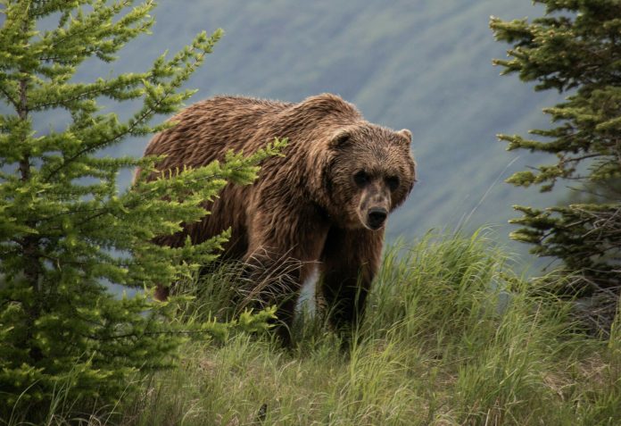 Τροχαίο με νεκρή αρκούδα στην Εγνατία Οδό