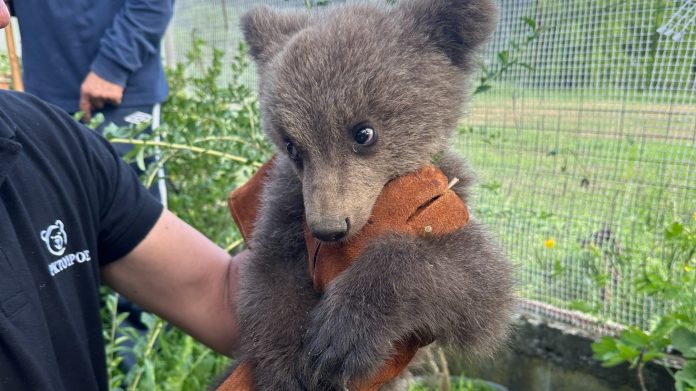 Θεσσαλονίκη: Αρκουδάκι χτυπήθηκε από όχημα και εγκαταλείφθηκε