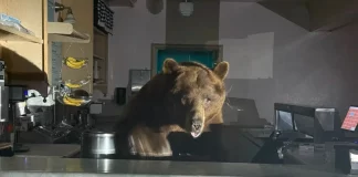 Αρκούδα «μπούκαρε» σε κατάστημα και έφαγε έναν κουβά παγωτό φράουλα – «Δεν… απολύμανε τα νύχια της»