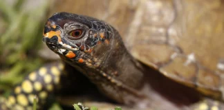 Αντιμέτωπος με φυλάκιση Κινέζος που είχε εξαγάγει 850 χελώνες μέσα σε κάλτσες