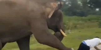 Τουρίστας πήγε να βγάλει selfie με ελέφαντα στην Ινδία και το μεγάλο ζώο τον ποδοπάτησε – Δείτε βίντεο