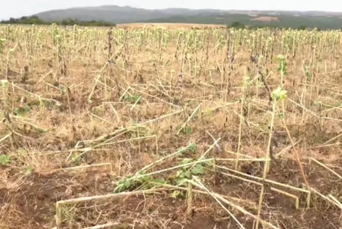 Θεσσαλονίκη: Σε απόγνωση οι αγρότες στον Λαγκαδά – Αγριόχοιροι “ισοπέδωσαν” καλλιέργειες με ηλίανθους
