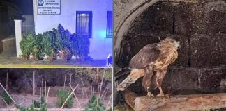 Stranger Things της ΕΛ.ΑΣ. τον Αύγουστο: Φυτεία κάνναβης στην Κύθνο, αιχμάλωτο γεράκι στη Σαντορίνη